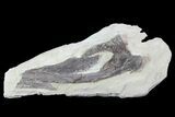 Pterosaur Partial Quadrate (Jaw Bone) - Smoky Hill Chalk #64323-1